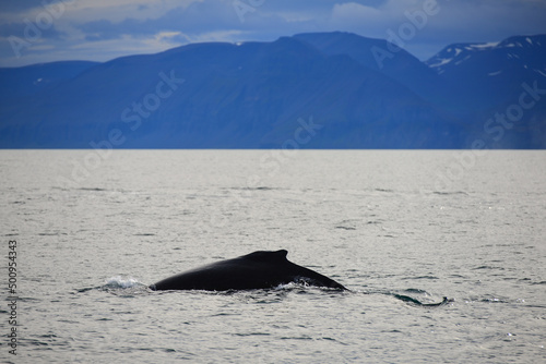 A humpback whale (Megaptera novaeangliae) on a whale watching excursion just north of Húsavík, northern Iceland