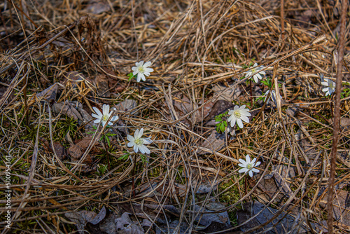 First spring flowers - snowdrops
Near the Nizhnevisky pond, Nizhny Tagil, April 2022.
Первые весенние цветы - подснежники 
Около нижневыйского пруда, Нижний Тагил, апрель 2022 год.  photo