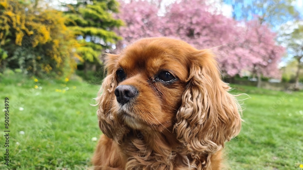 cavalier king charles spaniel