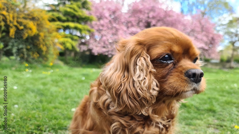 cavalier king charles spaniel cavalier king charles spaniel