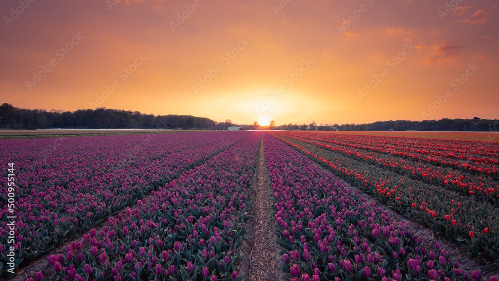 lila Tulpenfeld zum Sonnenuntergang lila Tulpenfeld zum Sonnenuntergang