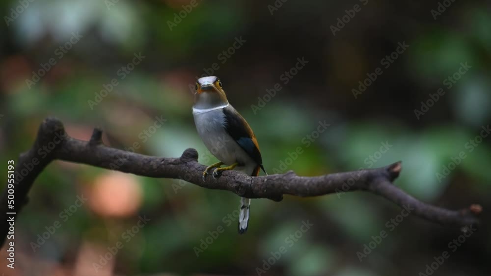 A female perched on a branch with food in the mouth and the male arrives then she takes off to deliver, Silver-breasted Broadbill, Serilophus lunatus, Kaeng Krachan National Park, Thailand.