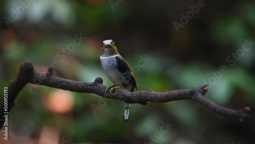 A female perched on a branch with food in the mouth and the male arrives then she takes off to deliver, Silver-breasted Broadbill, Serilophus lunatus, Kaeng Krachan National Park, Thailand. photo