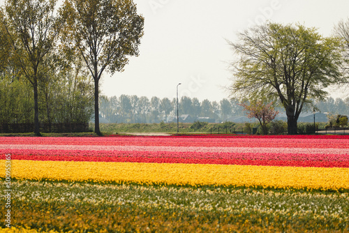 Tulpenfeld, Tulipfield, Holland photo