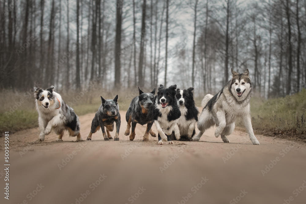 Obraz premium Six dogs of different breeds run along the road