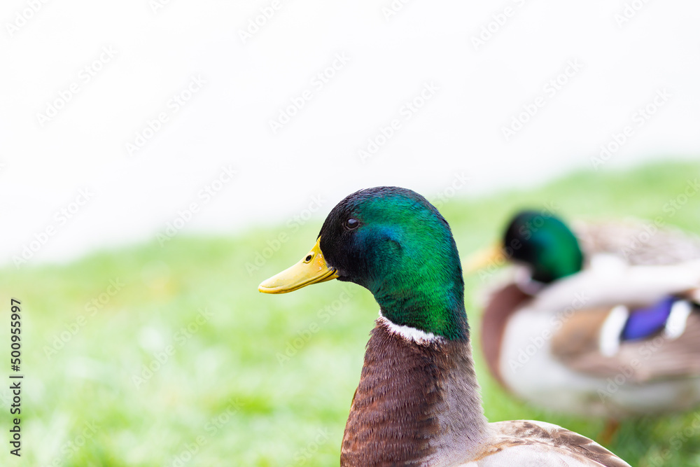 A male multi-colored duck is resting on a green meadow by the lake against the backdrop of a beautiful landscape A male multi-colored duck is resting on a green meadow by the lake against the backdrop of a beautiful landscape