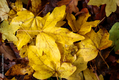 Yellow leaves on top of dead brown leaves on the Palatinate forest floor on a fall afternoon in Germany.