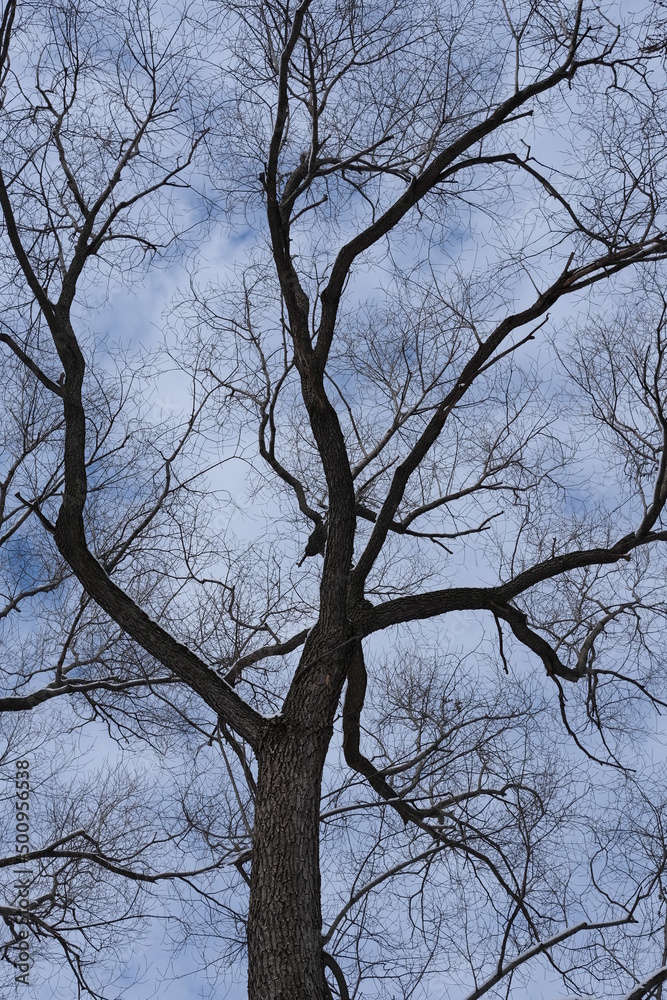 Branches of a leafless tree against a cloudy sky Branches of a leafless tree against a cloudy sky