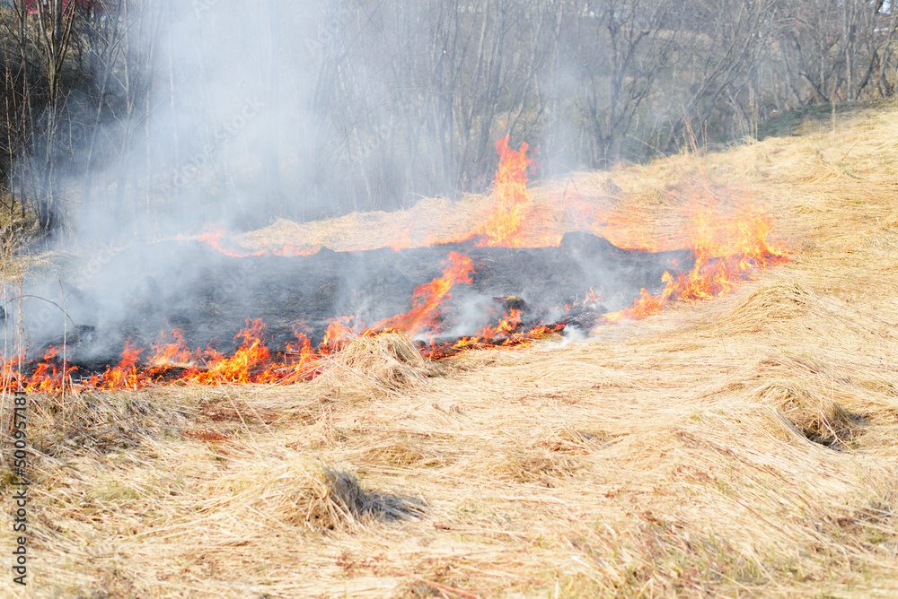 Field fire, environmental disaster. Bright colorful flames on dry grass outdoors on hot day
