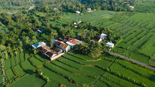 Aerial view of terraced rice fields, green farm fields in rural or rural areas of Lombok. Mountain hill valley at sunrise in Asia. Natural scenery background.