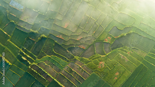 Rice Terrace Aerial Shot. Pictures of beautiful terraced rice fields in the morning when foggy in Lombok