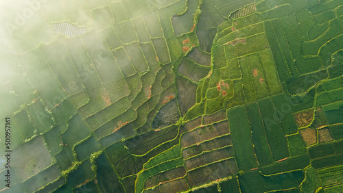 Rice Terrace Aerial Shot. Pictures of beautiful terraced rice fields in the morning when foggy in Lombok