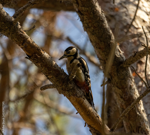 spotted woodpecker