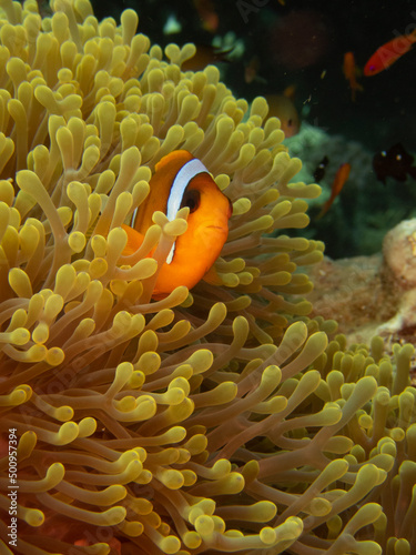 anemonefish