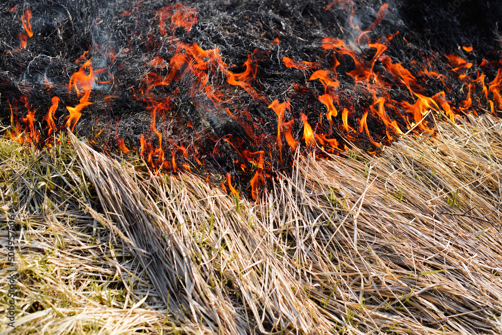 Fire in nature, ecological disaster. Bright red flame on dry grass outdoors on hot day, close-up Fire in nature, ecological disaster. Bright red flame on dry grass outdoors on hot day, close-up