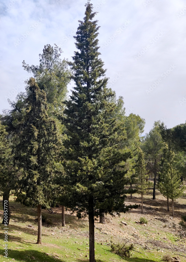 Forest in Sierra Nevada in springtime Forest in Sierra Nevada in springtime