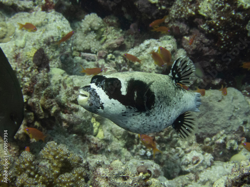 masked pufferfish