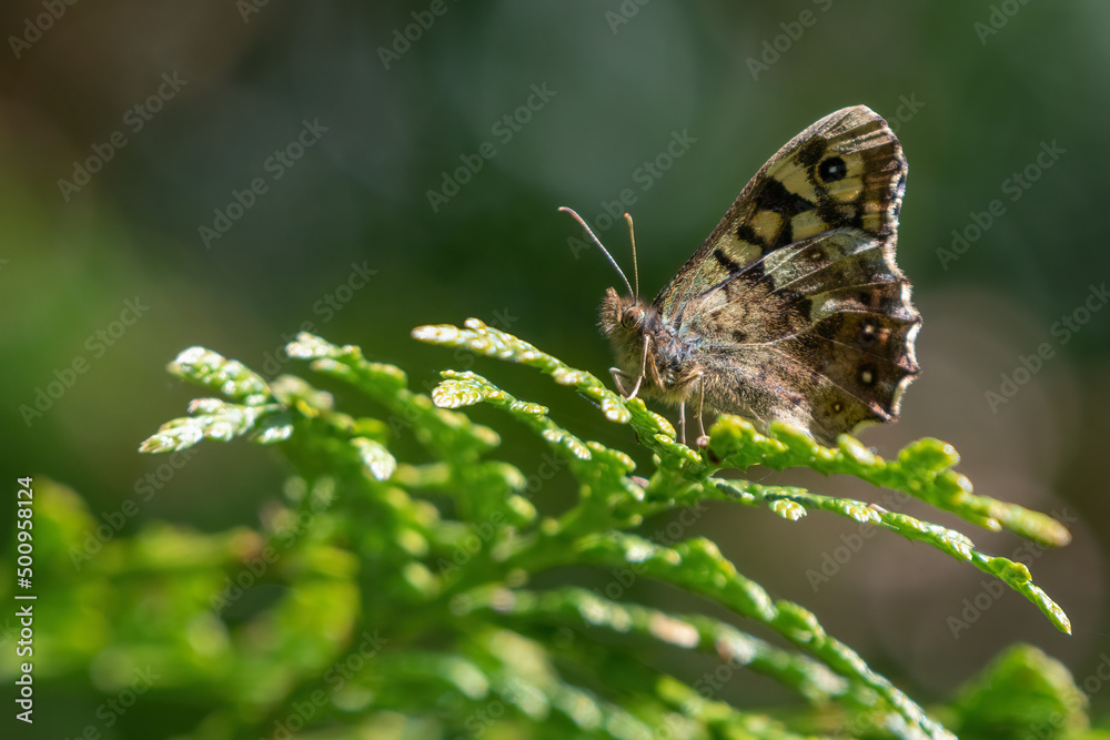 Speckled wood butterfly (Pararge aegeria) portrait, showing its underwing. Beautiful woodland butterfly species, Norfolk, UK.