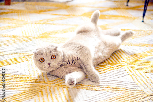 Cute Eyes Scottish Fold Tarcin photo