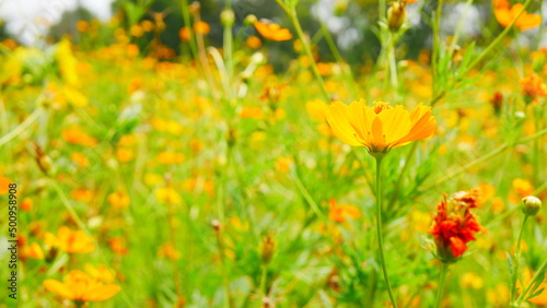 Flower Field Close-Up © Sutaphat Pimhnu