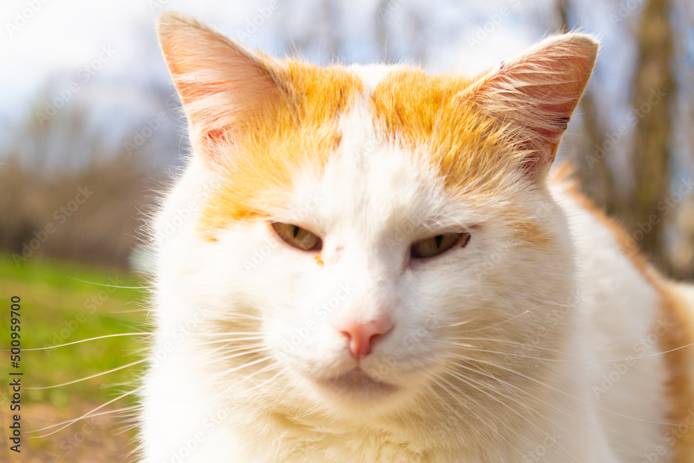 The muzzle of a white-red domestic cat. The cat is looking at the camera. Yellow-green blurred background with circles. Close-up of a cat's face. Domestic animal in nature. bokeh. Village, park. 