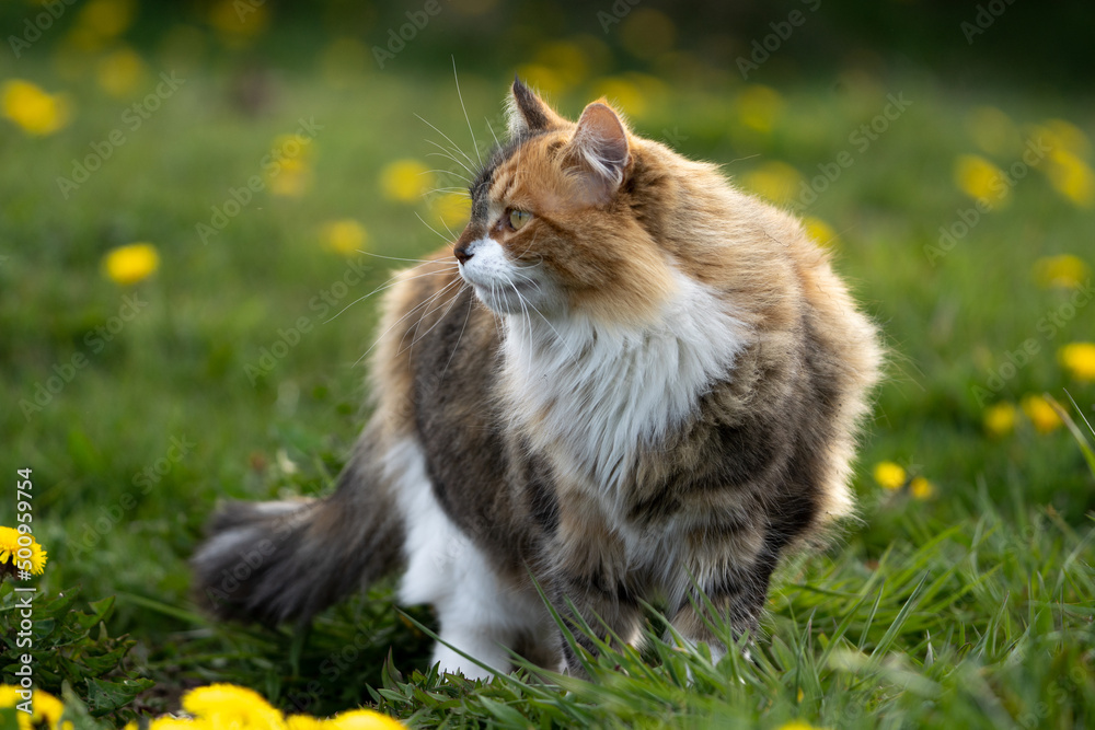 Beautiful cat with three color coat in a field of dandelion spring flowers. High quality photo