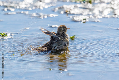 Meadow Pipit (Anthus pratensis) Bathing in Shallow Water