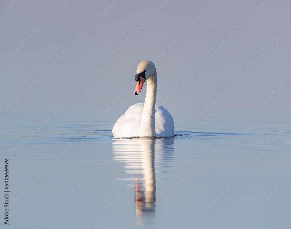 Fototapeta premium Mute Swan (Cygnus olor) on Still Lake