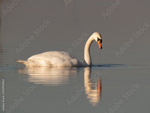 Fototapeta Naklejka Na Ścianę i Meble -  Mute Swan (Cygnus olor) on Still Lake in the Evening