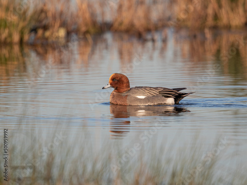 Male Eurasian Wigeon (Mareca penelope) Swimming