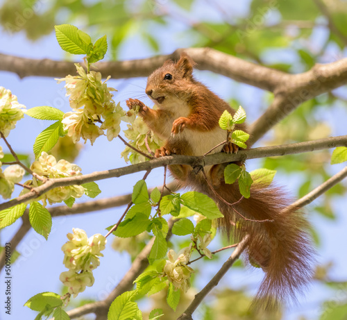 An European red squirrel, Sciurus vulgaris, feeding on elm tree fruits, elm seeds are important early source of food for wildlife in spring, Germany
