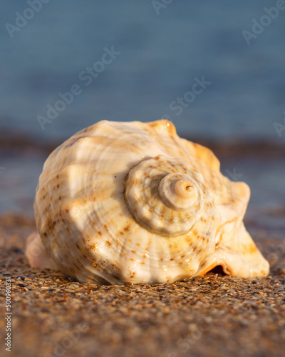  A seashell and a sandy beach on a blurred background of the sea. Conch shell on beach with waves. A seashell on the beach