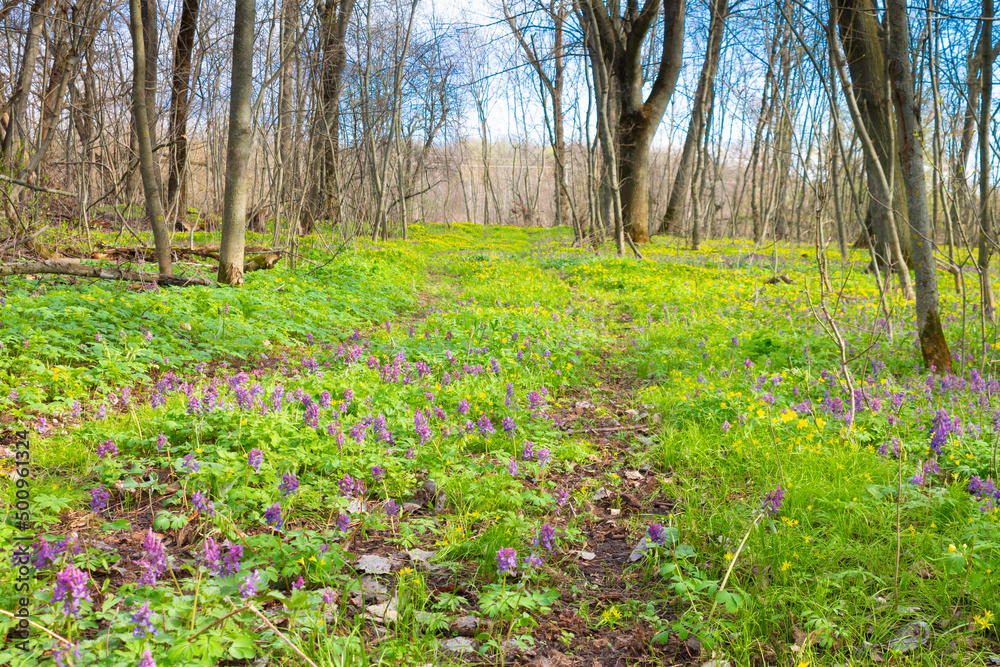 purple flowers in the forest. summer rural landscape with flowering meadow, road and farm. spring wildflowers on the field. flowering field. purple flowers in the forest. summer rural landscape with flowering meadow, road and farm. spring wildflowers on the field. flowering field.