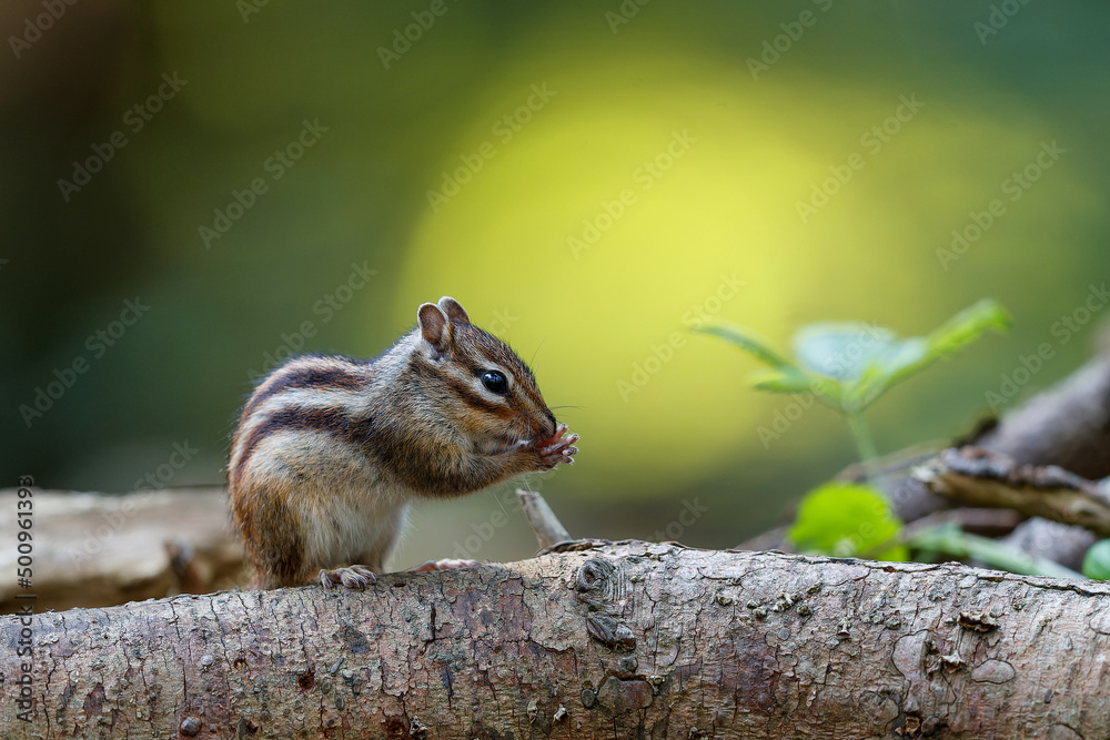 Little chipmunk (Eutamias sibiricus) or Siberian squirrel searching for food in the forest in Noord Brabant in the Netherlands Little chipmunk (Eutamias sibiricus) or Siberian squirrel searching for food in the forest in Noord Brabant in the Netherlands