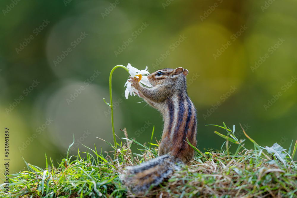Obraz premium Little chipmunk (Eutamias sibiricus) or Siberian squirrel searching for food in the forest in Noord Brabant in the Netherlands