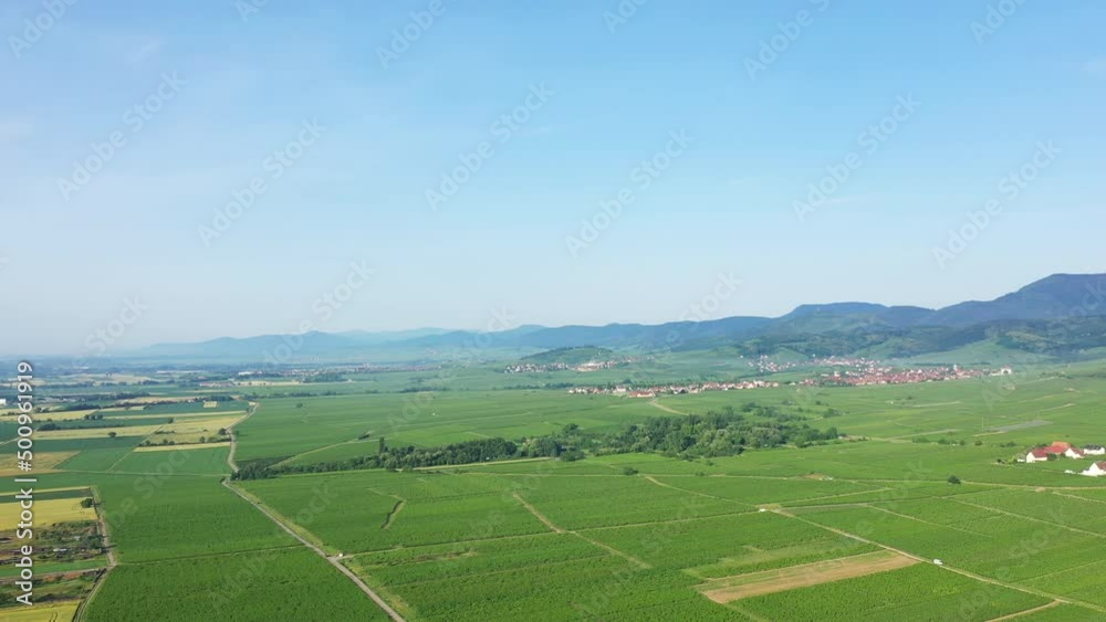 The green vines at the foot of cliffs and forests, in Europe, in France, in Alsace, in the Bas Rhin, towards Strasbourg, in summer, on a sunny day. The green vines at the foot of cliffs and forests, in Europe, in France, in Alsace, in the Bas Rhin, towards Strasbourg, in summer, on a sunny day.