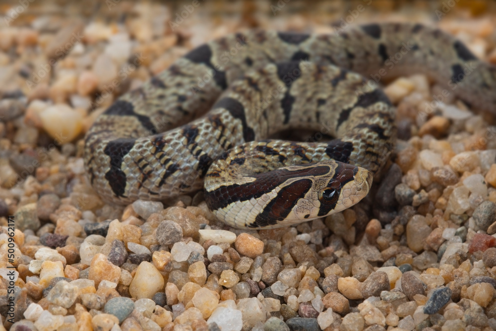 Banded kukri snake on ground background, Close up wild snake, Animal wildlife background concept and free space for text. Banded kukri snake on ground background, Close up wild snake, Animal wildlife background concept and free space for text.