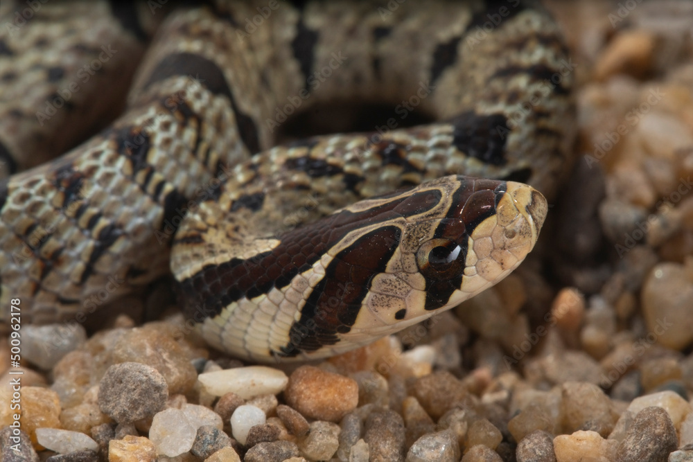 Obraz premium Banded kukri snake on ground background, Close up wild snake, Animal wildlife background concept and free space for text.