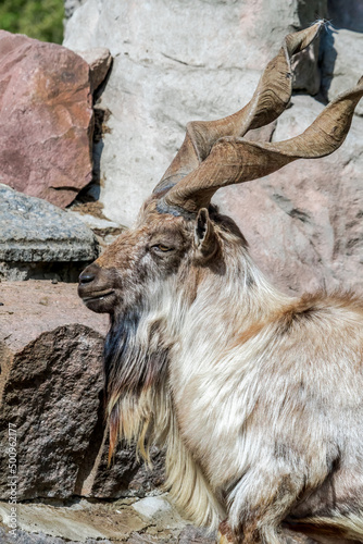 Photos Markhor (Capra falconeri)
