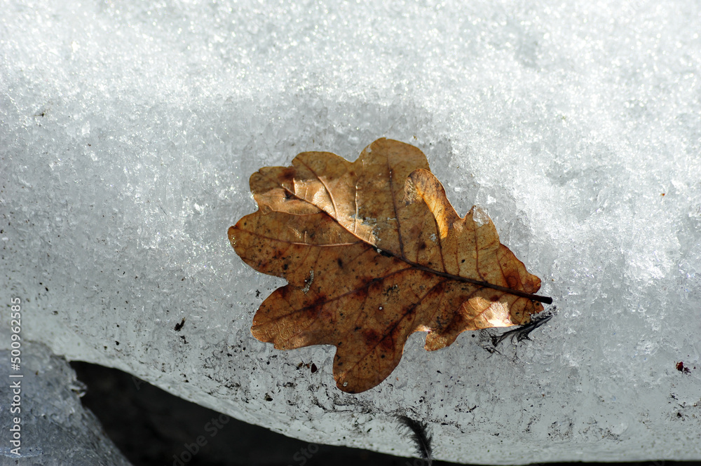 Obraz premium Dead Oak Leaf