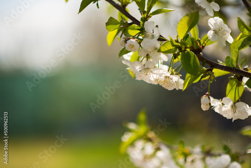 trees bloom