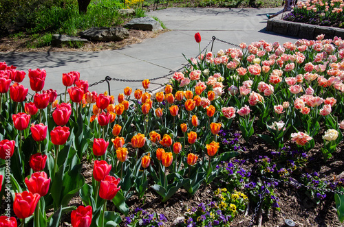 red orange and pink flowers