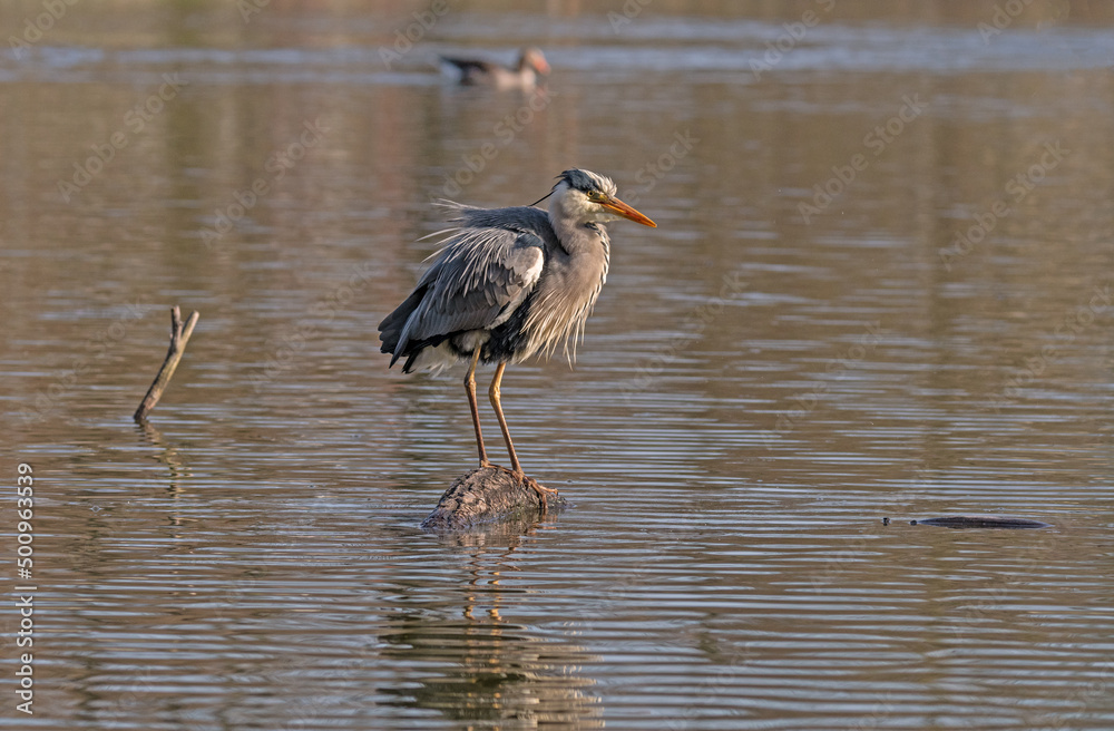 Der Graureiher oder auch bekannt als Fischreiher, an einem der vielen