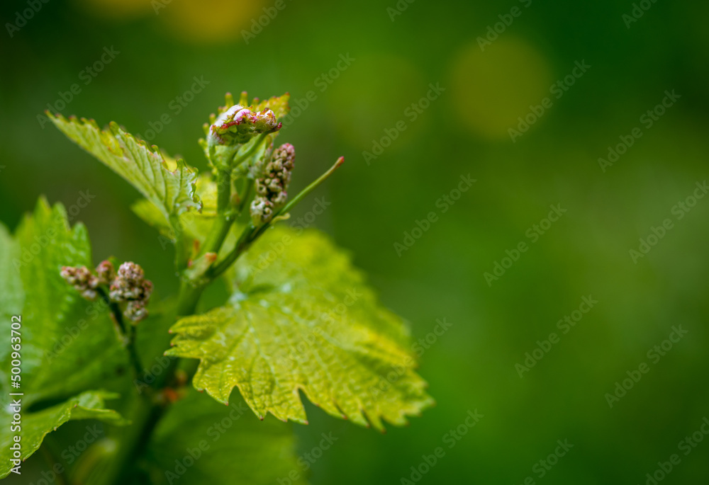 Close-up of developing inflorescences on grapevine (vitis vinifera) in spring time. Young buds of grapevine. Selective focus Close-up of developing inflorescences on grapevine (vitis vinifera) in spring time. Young buds of grapevine. Selective focus
