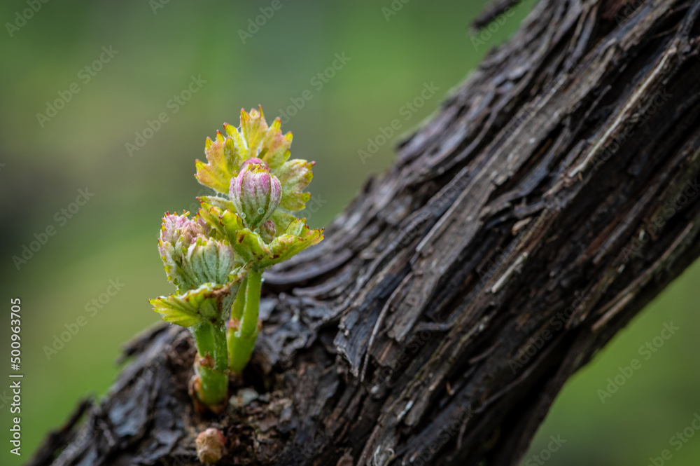 Close-up of developing inflorescences on grapevine (vitis vinifera) in spring time. Young buds of grapevine. Selective focus Close-up of developing inflorescences on grapevine (vitis vinifera) in spring time. Young buds of grapevine. Selective focus