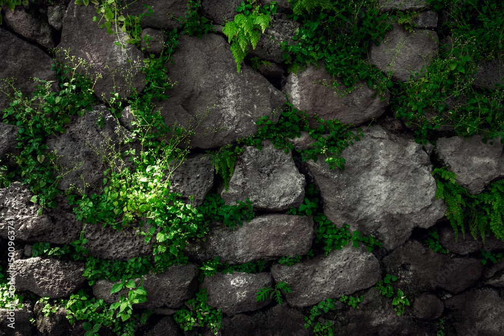 Texture of stones with moss. Stones wall background in wooded environment. Rustic textures concept to greegar your design. Stone wall texture in the forest. Amatlán, Mexico. Texture of stones with moss. Stones wall background in wooded environment. Rustic textures concept to greegar your design. Stone wall texture in the forest. Amatlán, Mexico.