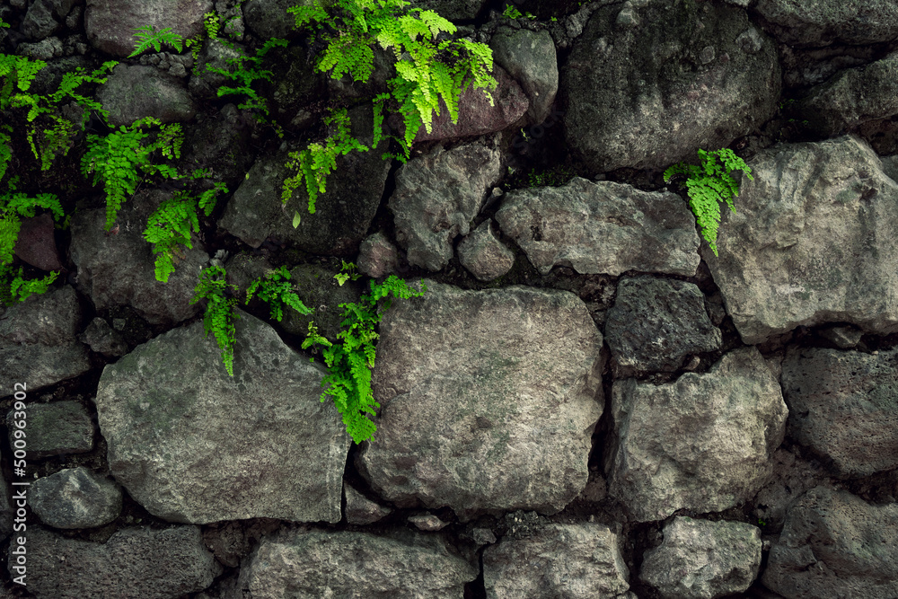 Texture of stones with moss. Stones wall background in wooded environment. Rustic textures concept to greegar your design. Stone wall texture in the forest. Amatlán, Mexico.