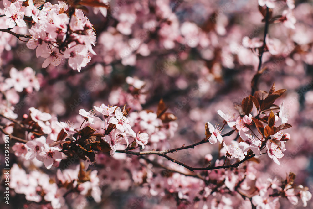 Closeup blossoming peach tree on the sunny day Closeup blossoming peach tree on the sunny day