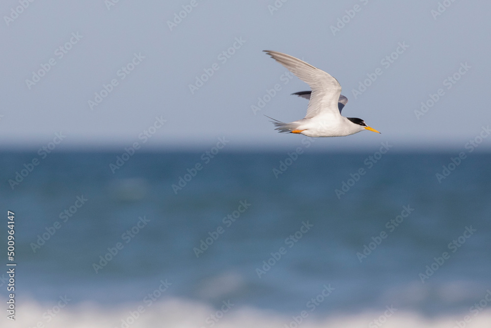 Least Tern Gull Least Tern Gull