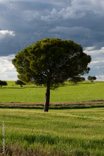 A pine tree on a green meadow on a cloudy spring day